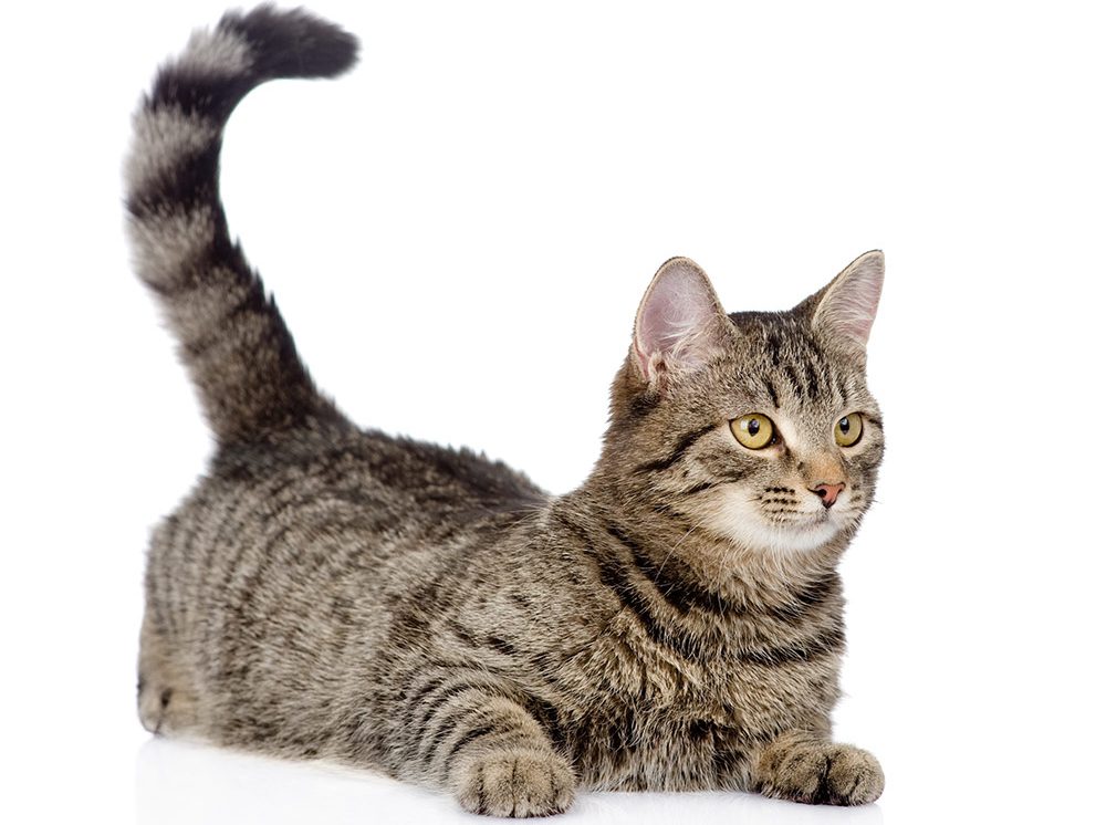 Striped cat lies on the floor with its tail up in the air and curved in a u-shape