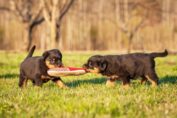 Rottweiler puppies playing with a sneaker