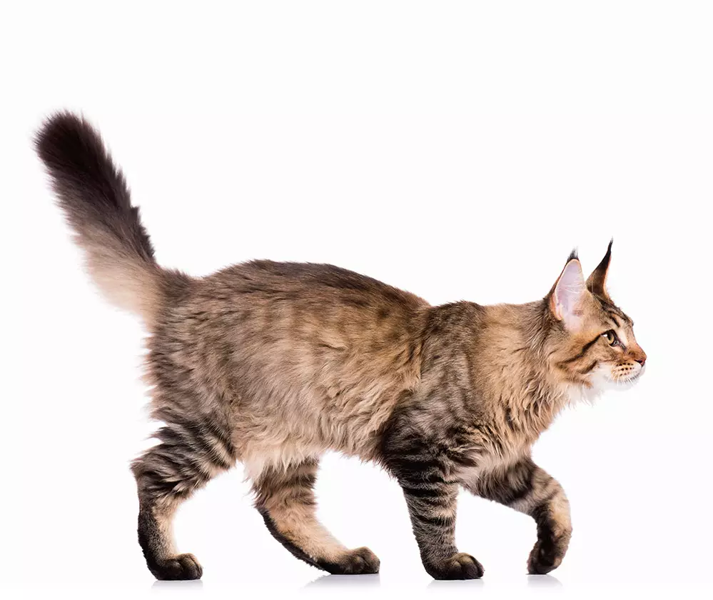 Why Do Cats Puff Their Tails?