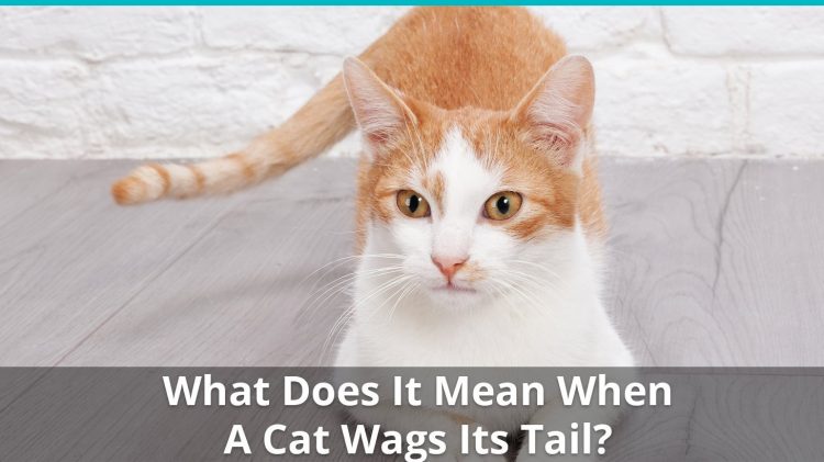what does it mean cat wags tail -e1601946016117 Source: https://cleverpetowners.com/wp-content/uploads/2020/10/whatdoesitmeancatwagstail-e1601946016117.jpg