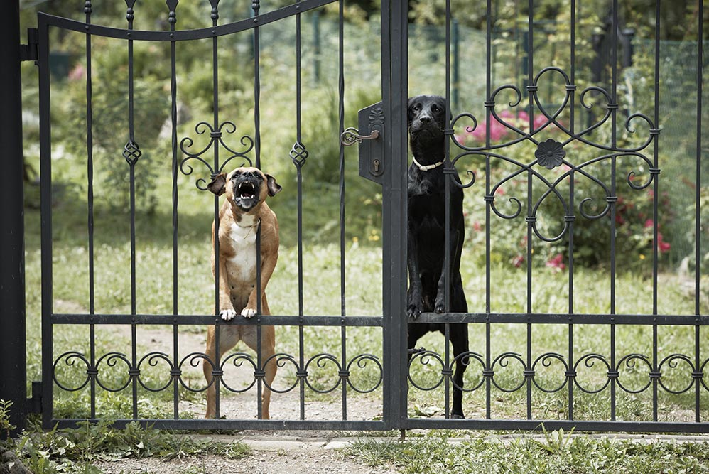 Two dogs behind metal fence