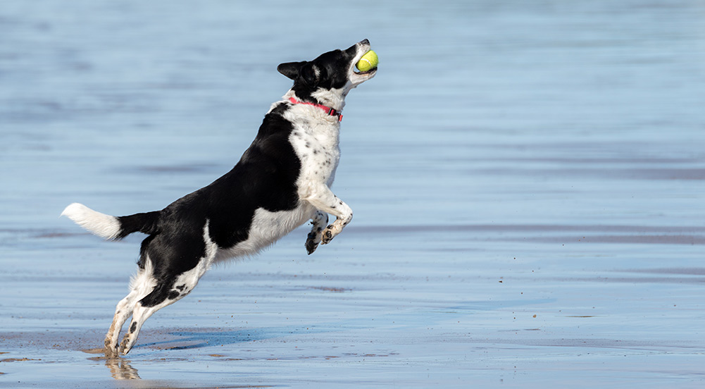 dog on beach jumping in the air to catch a ball
