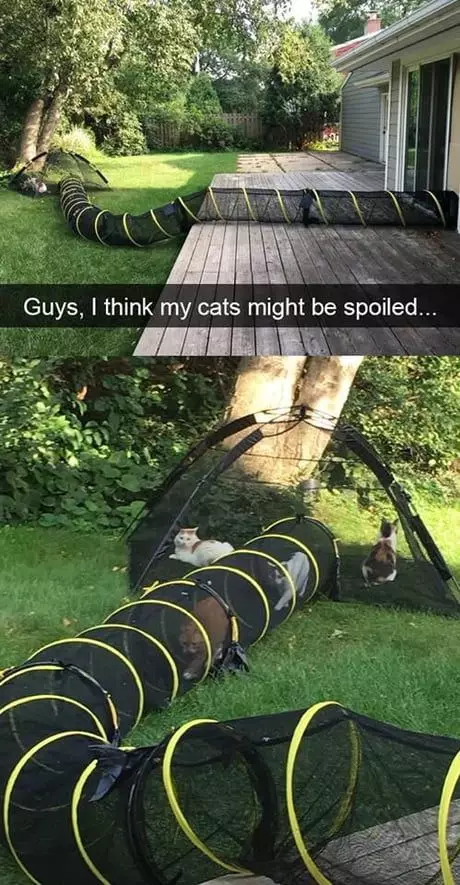 Cat enclosure tent with extended tunnel leading to house