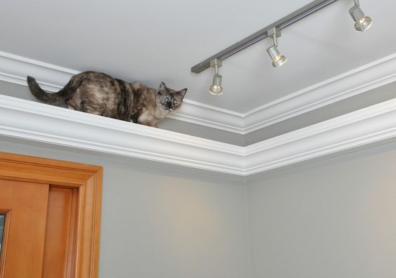 Indoor picture rail / crown moulding cat track 