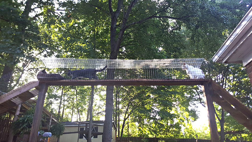 DIY cat tunnel connecting to outdoor cat enclosure