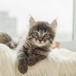 Bringing a new kitten home for the first time: Tips & advice