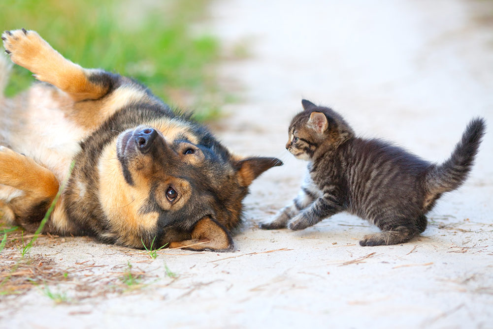 kitten playing with dog
