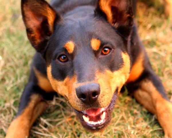 Australian Kelpie with alert face lies on the grass watching its owner