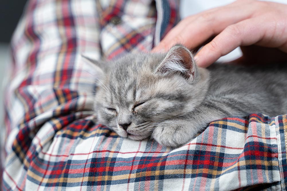 Scottish straight-eared gray kitten sleeps in arms of owner