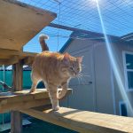 The best outdoor runs and enclosures for cats