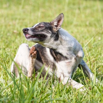 Thai domestic dog scratching its face on green grass in the garden