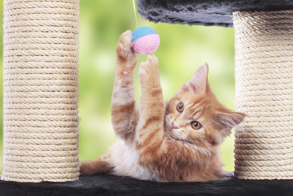 kitten playing with ball scratch tree