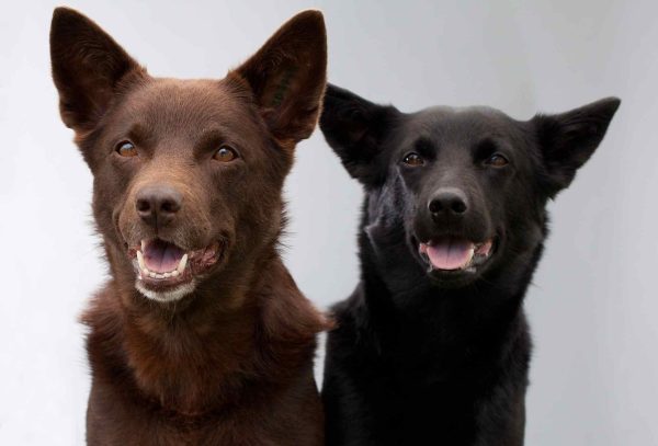 Australian Kelpie