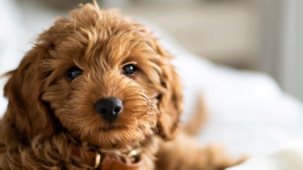 Cute brown Cavoodle dog lying on a bed looking towards the camera