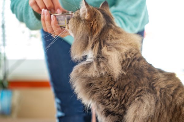 Owner feeds a siberian cat with their hands