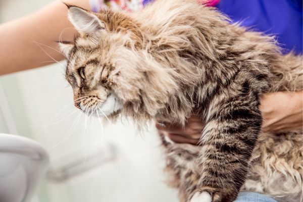 Affectionate siberian cat is held in its owner's arms