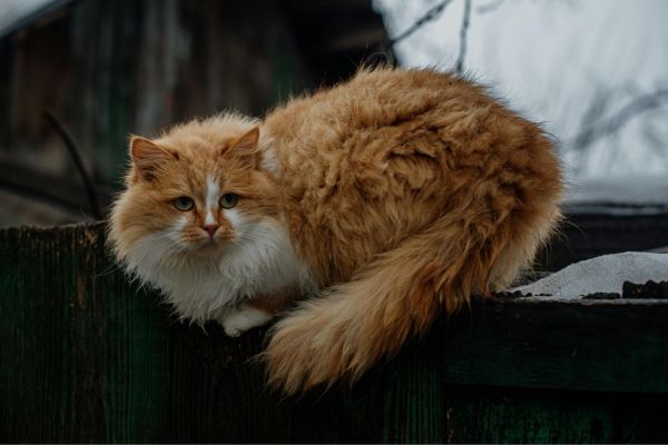 A fluffy brown siberian cat lies down curling up 
