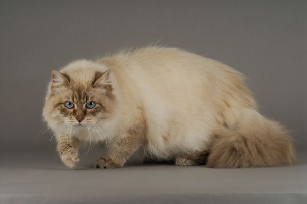 siberian cat with fluffy white coat standing indoors
