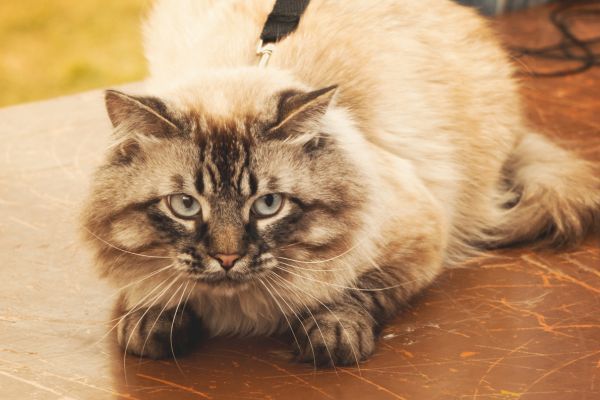Fluffy Siberian cat crouching on the floor indoors