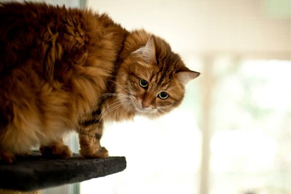 A brown siberian cat stands on a perch looking down