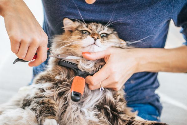 Owner grooms their siberian cat