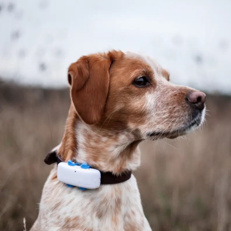 Dog care, dog activity tracker Bow Wow Meow Pet Insurance