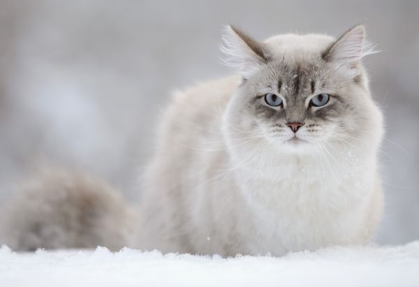White Siberian cat stands outdoors in the snow