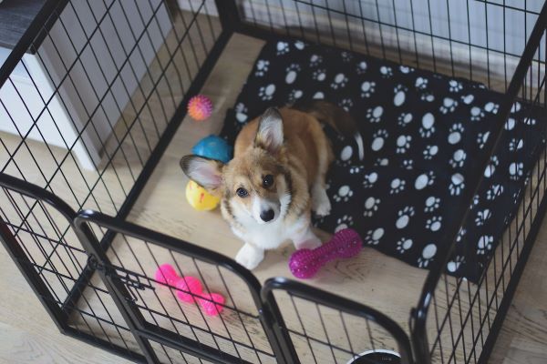 4 month old welsh corgi puppy in a crate during a crate training