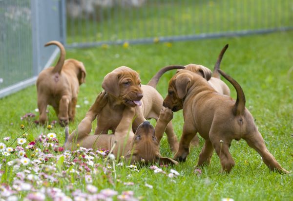 Puppy Buying Guide Where to Buy a Puppy From