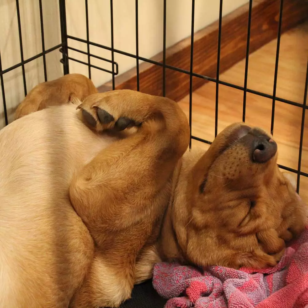 thumb Closeup of fox red Labrador retriever puppy inside wire crate sleeping on his back