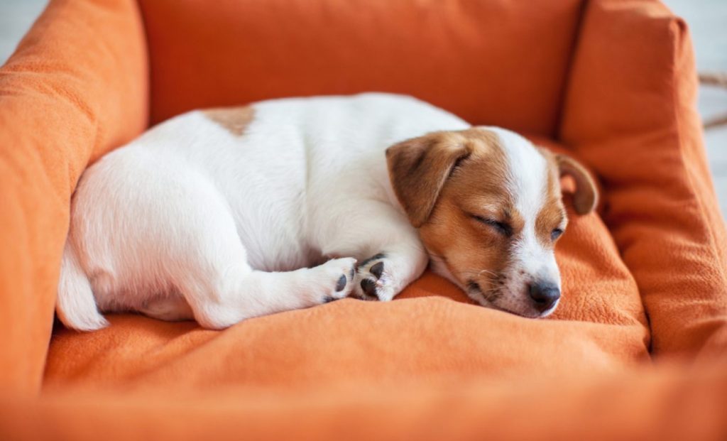 First Night at Home With Your Puppy Calming crying puppy tips