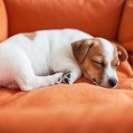 How to prepare for your puppy's first night at home