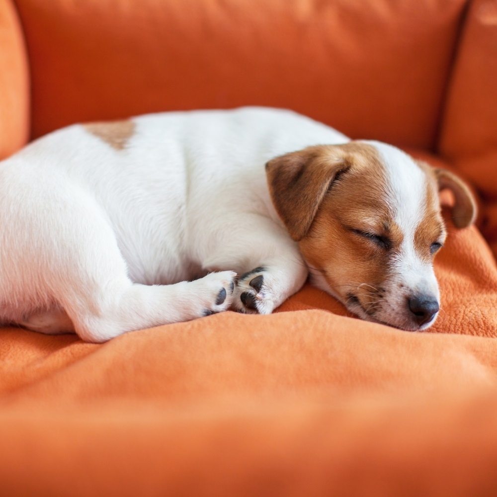Little dog sleeping at home on the orange bed