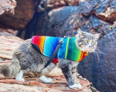 a cat wearing business attire letting. pools. Natural light. : r/HawkDogs