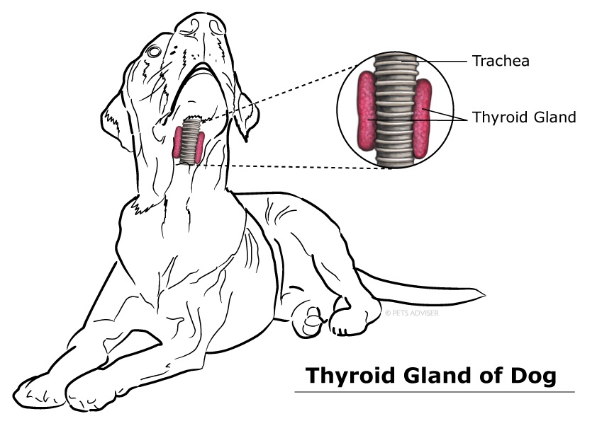 Dog-thyroid-Gland
