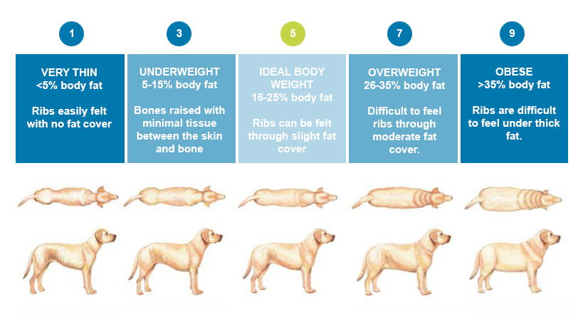 Body condition score chart http://homeforgooddogs.org/wp-content/uploads/2020/05/Fat-Guide.jpg