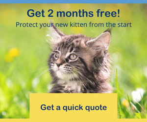 Have You Started the Search For Cats and Kittens For Sale?