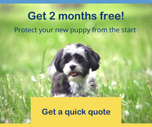 Bow Wow Meow Pet Insurance 2 months free Get a quick quote