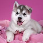 Top girl puppy and dog names