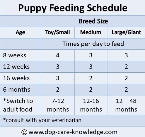 puppy-feeding-schedule
