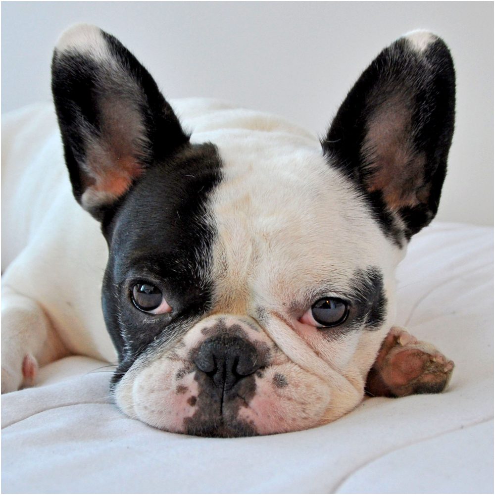 Thumb A pied colored French Bulldog rests comfortably on a bed