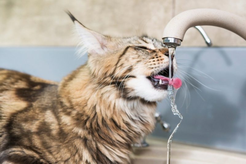 Cat drinking from a fountain
