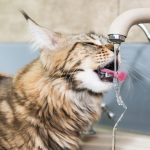 Hyperthyroidism in cats and dogs