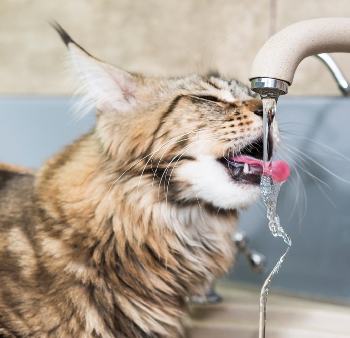 Thumb Maine coon cat drinking water with tongue from tap