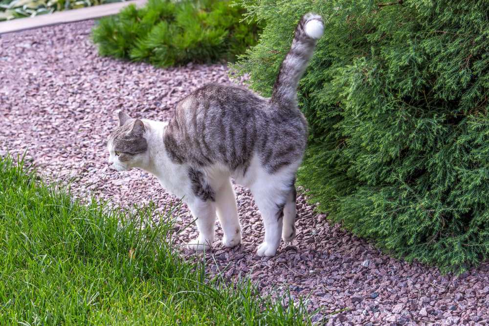 Beautiful white-gray tabby cat marking its territory in the garden and spraying pee on thuja