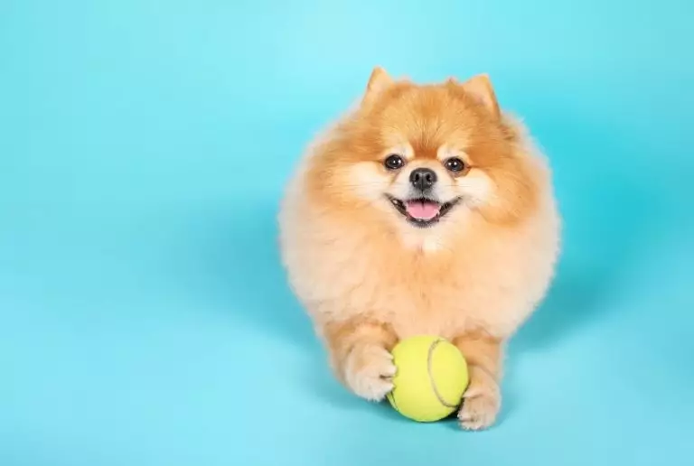 human-names-for-dogs-wildcreaturey
