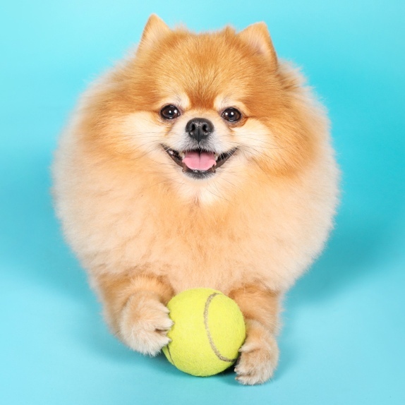 Cute Spitz dog with ball on blue background