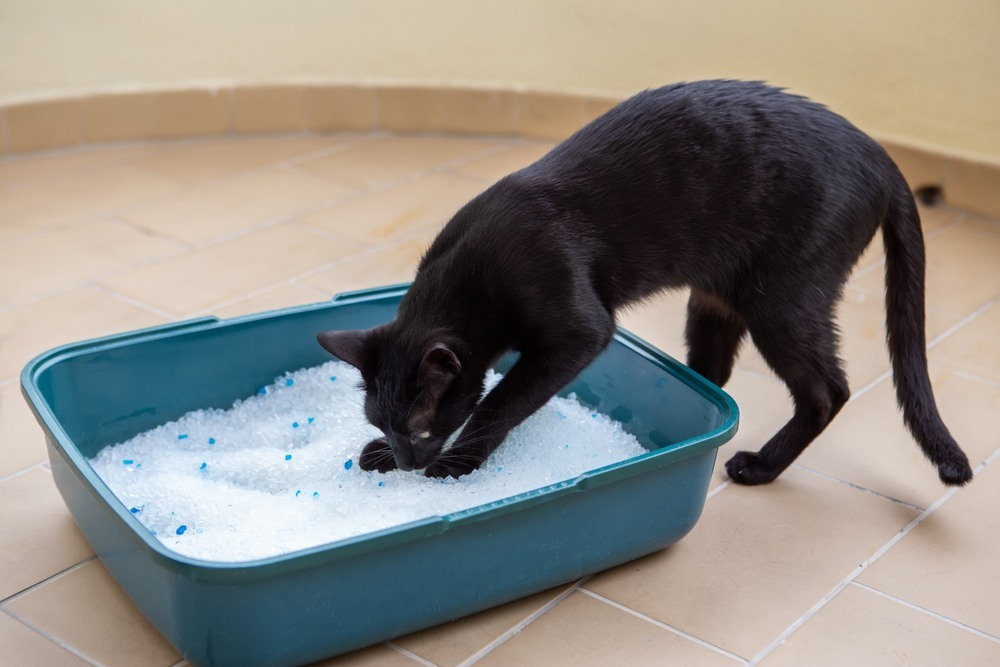 A black cat in the toilet urinates in a box with a silicone sorbent for animals.