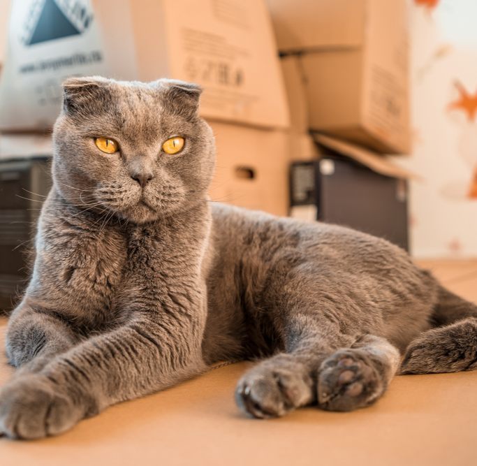 Thumb Grey British cat sitting on cardboard boxes