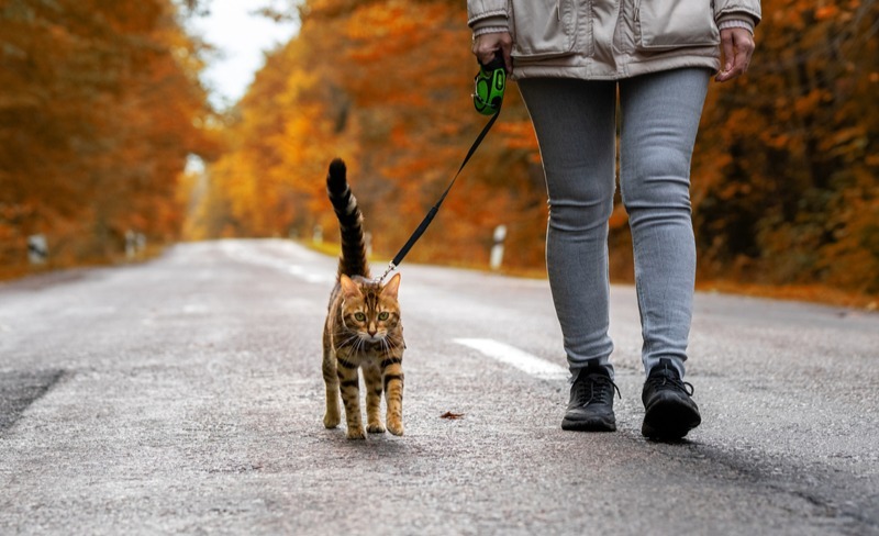 A woman with a Bengal cat on a leash walking along the road in the forest ed